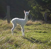 Jaspers Brush B And B - Accommodation in Brisbane