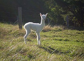 Jaspers Brush B And B - Accommodation in Brisbane 0