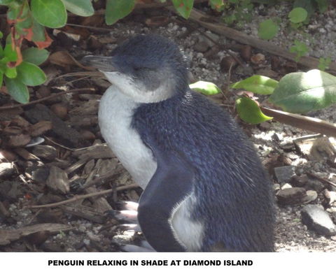 Diamond Island Resort - Accommodation in Brisbane 2