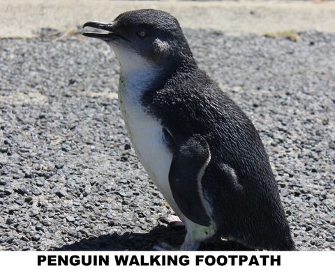 Diamond Island Resort - Accommodation in Brisbane 4