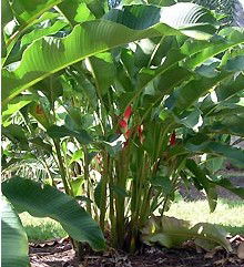 Virginia Heliconia Farm - Accommodation in Brisbane 2