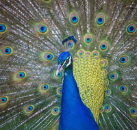 Willunga Peacock Farm Bed and Breakfast - Accommodation in Brisbane