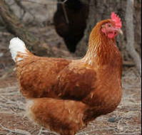 Avonmore Estate Biodynamic Winery - Accommodation in Brisbane