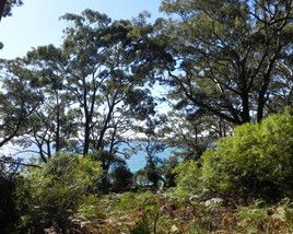 Booderee National Park: Bristol Point Camping Area - Accommodation in Brisbane 1
