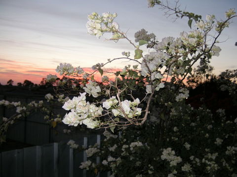 Sonjas Bed And Breakfast - Accommodation in Brisbane 2