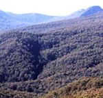 Callicoma Hill Eco-Cabins - Accommodation in Brisbane
