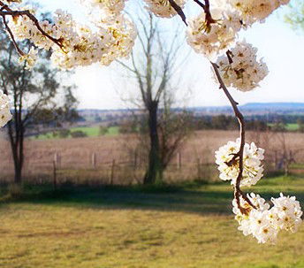 Cherry Lane Cottage - Accommodation in Brisbane 1