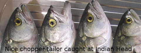 Fraser Island Fishing Units - Accommodation in Brisbane 6