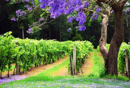 Bago Vineyards - Accommodation in Brisbane 0