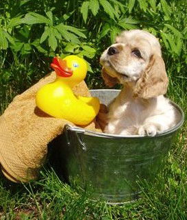 Four Seasons Holiday Park - Accommodation in Brisbane 4