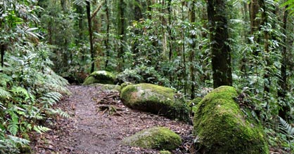 Hillside Bed & Breakfast - Accommodation in Brisbane 2