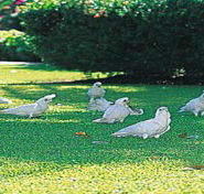 Aurora Kakadu - Accommodation in Brisbane