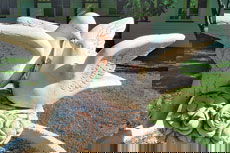 Wynyabbie House - Accommodation in Brisbane 2