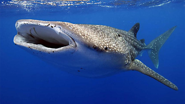 Exmouth Holiday Homes - Accommodation in Brisbane