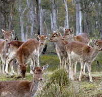 Lake Leake Chalet - Accommodation in Brisbane