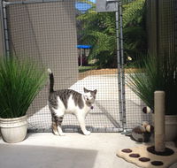 Caringbah Cat Hotel - Accommodation in Brisbane