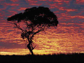 Kimba Caravan Park & Motel - Accommodation in Brisbane 0