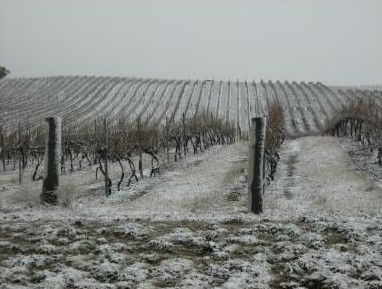 Turners Vineyard - Accommodation in Brisbane 3