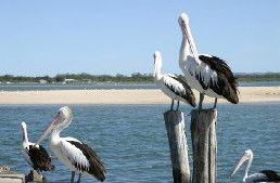 Tuncurry Sunset Motel - Accommodation in Brisbane 3