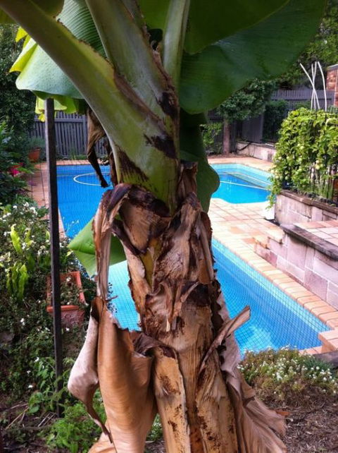 Bardon B&B - Accommodation in Brisbane 5
