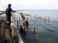 Cowell Foreshore Caravan Park & Holiday Units - Accommodation in Brisbane 2