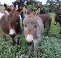 Donkey Tales Farm Cottages - Accommodation in Brisbane