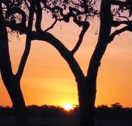 Coodardie Station Stay - Accommodation in Brisbane