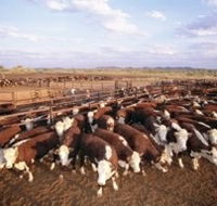 Bond Springs Outback Retreat - Accommodation in Brisbane