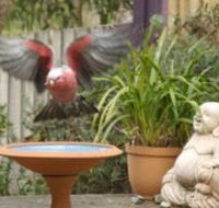 Wattle Court  Retreat - Accommodation in Brisbane