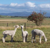 Promhills Cabins - Accommodation in Brisbane