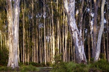 Lake Weyba Cottages Noosa - Accommodation in Brisbane 30