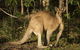 Lake Weyba Cottages Noosa - thumb 31