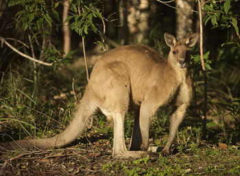 Lake Weyba Cottages Noosa - Accommodation in Brisbane 31