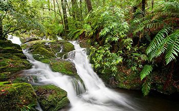Barrington Wilderness Cedar Lodge Accommodation - Accommodation in Brisbane 10