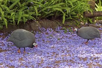 The African Cottage - Accommodation in Brisbane 15