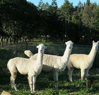 Blackwattle Farm BampB and Farm Stay - Accommodation in Brisbane