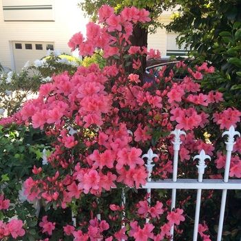 North Ryde Guest House - Accommodation in Brisbane 31