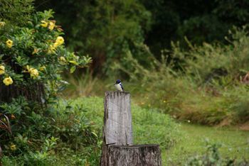 Kingfishers Manor @ Noosa - Accommodation in Brisbane 32