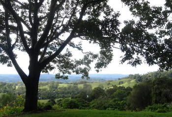 Treetops Accommodation Montville - Accommodation in Brisbane 49