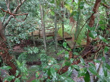 Treetops Accommodation Montville - Accommodation in Brisbane 80
