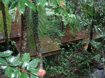Treetops Accommodation Montville - Accommodation in Brisbane 81
