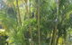 Buderim Fiesta Motel - thumb 18