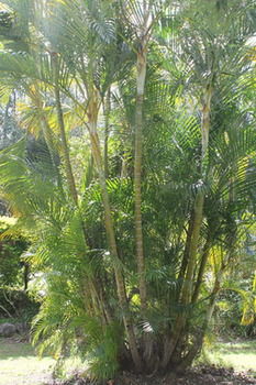 Buderim Fiesta Motel - Accommodation in Brisbane 18