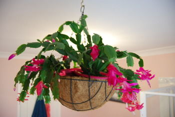 L'Auberge Angara Bed And Breakfast - Accommodation in Brisbane 41