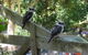 Stones Throw Cottage Bed & Breakfast - thumb 4