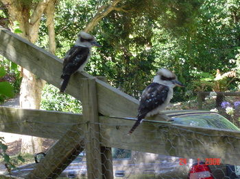 Stones Throw Cottage Bed & Breakfast - Accommodation in Brisbane 4