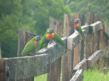 Bellthorpe Stays - Accommodation in Brisbane 42