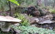 Myers Creek Cascades Luxury Cottages - thumb 23