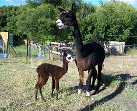 Cleburne - Accommodation in Brisbane 5