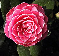 Cloverlea Gardens Bed and Breakfast - Accommodation in Brisbane